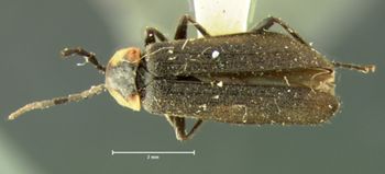 Media type: image;   Entomology 3391 Aspect: habitus dorsal view